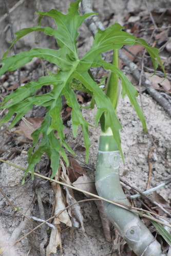 Philodendron warszewiczii, photograph 3