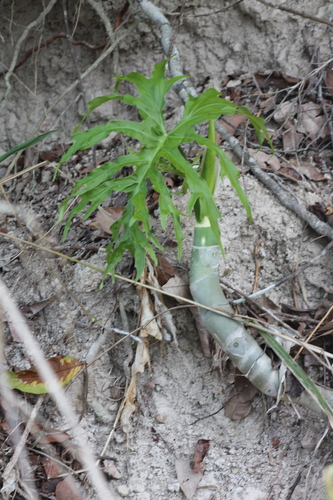 Philodendron warszewiczii, photograph 4