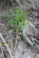 Philodendreae