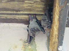 Artibeus jamaicensis