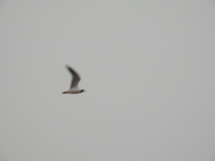 Chroicocephalus maculipennis