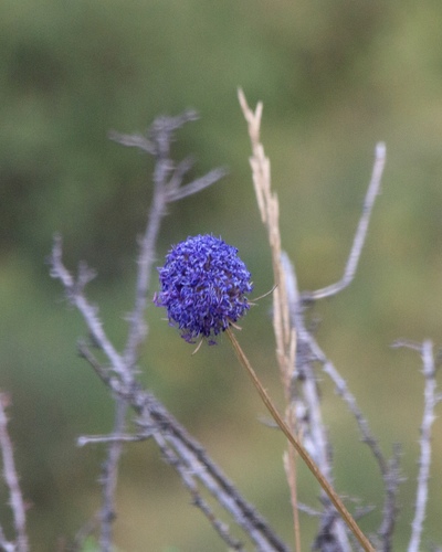 Dipsacus dipsacoides (Dipsacus dipsacoides)