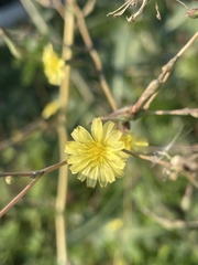 Lactuca serriola