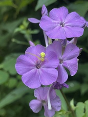Phlox maculata
