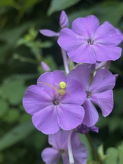Phlox maculata