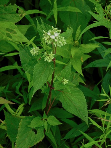 Ageratina roanensis, photograph 1
