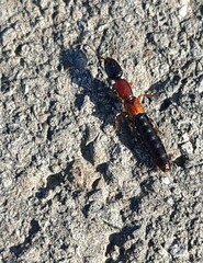 Xantholinus elegans