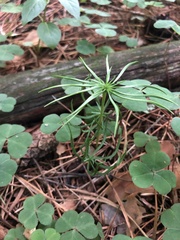 Spergula arvensis