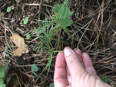 Spergula arvensis