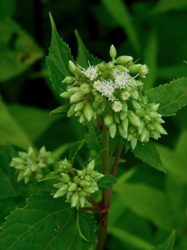 Ageratina roanensis, photograph 2