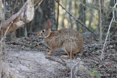Sylvilagus graysoni