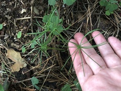 Spergula arvensis
