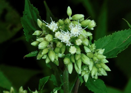 Ageratina roanensis, photograph 3