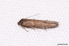 Blastobasis maroccanella