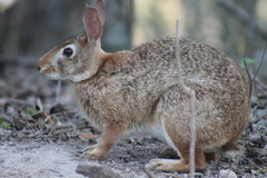 Sylvilagus graysoni