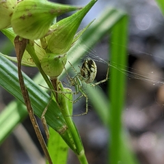 Mangora maculata