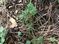 Spergula arvensis