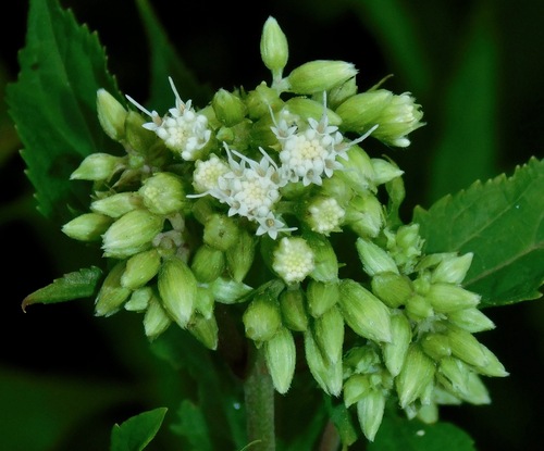 Ageratina roanensis, photograph 4
