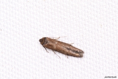 Blastobasis maroccanella