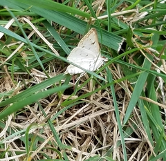 Polygrammodes flavidalis