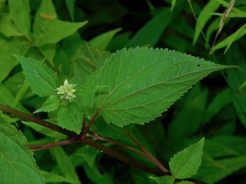 Ageratina roanensis, photograph 5