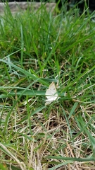 Polygrammodes flavidalis