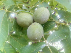 Juglans regia