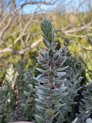 Xiphotheca fruticosa
