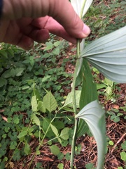 Polygonatum odoratum