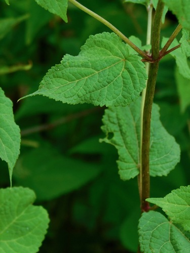 Ageratina roanensis, photograph 6