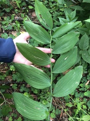 Polygonatum odoratum