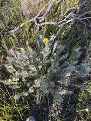 Xiphotheca fruticosa