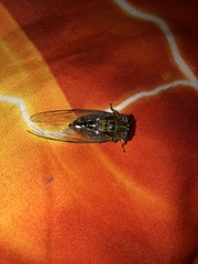 Diceroprocta vitripennis