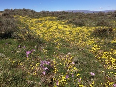 Balsamorhiza rosea