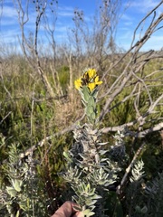 Xiphotheca fruticosa