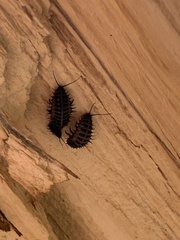 Cypherotylus californicus