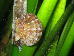 Flexopecten hyalinus