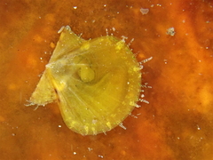 Flexopecten hyalinus