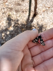 Apantesis nevadensis