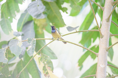 Anabathmis hartlaubii