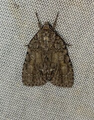 Acronicta immodica