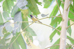 Anabathmis hartlaubii