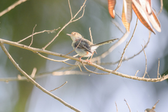 Prinia molleri