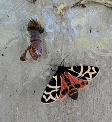 Apantesis nevadensis