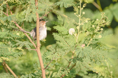 Prinia molleri