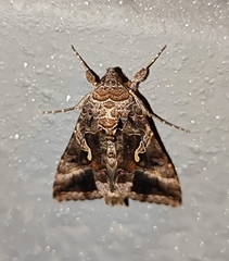 Autographa gamma