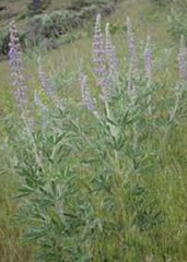 Lupinus leucophyllus