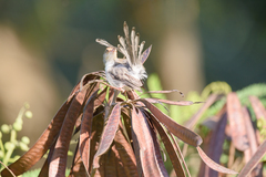 Prinia molleri