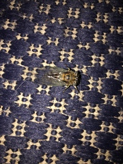 Diceroprocta vitripennis