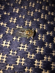 Diceroprocta vitripennis